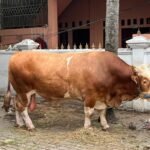 Sapi Limosin Jumbo 1 Ton Sumbangan Presiden Prabowo Tiba di Masjid Jami’ Al-Ichrom