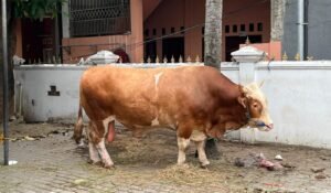 Sapi Limosin Jumbo 1 Ton Sumbangan Presiden Prabowo Tiba di Masjid Jami’ Al-Ichrom