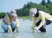 Dukung Mitigasi Perubahan Iklim, PHI Tanam 1.500 Bibit Mangrove dan Lamun di Pulau Pari