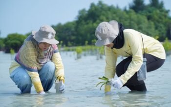 Dukung Mitigasi Perubahan Iklim, PHI Tanam 1.500 Bibit Mangrove dan Lamun di Pulau Pari