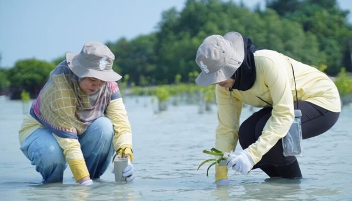 Dukung Mitigasi Perubahan Iklim, PHI Tanam 1.500 Bibit Mangrove dan Lamun di Pulau Pari