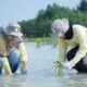 Dukung Mitigasi Perubahan Iklim, PHI Tanam 1.500 Bibit Mangrove dan Lamun di Pulau Pari