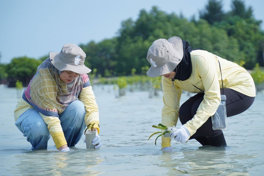 Aksi penanaman bibit mangrove dan lamun oleh PHI di pesisir Pulau Pari sebagai upaya restorasi ekosistem (Tanam.jpg). Sumber: Istimewa.